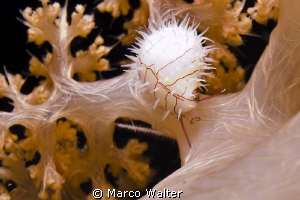 very small cowrie (Diminovula sp. ?) by Marco Walter 
